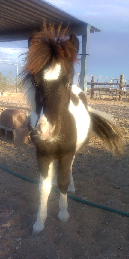 Romeo