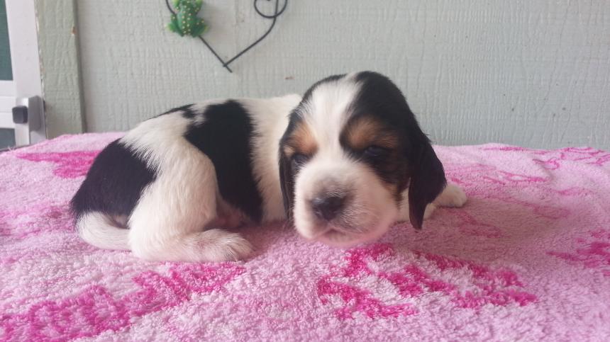 Mini basset hound clearance puppies ckc